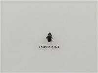 藏品(鞘翅目(一))的圖片